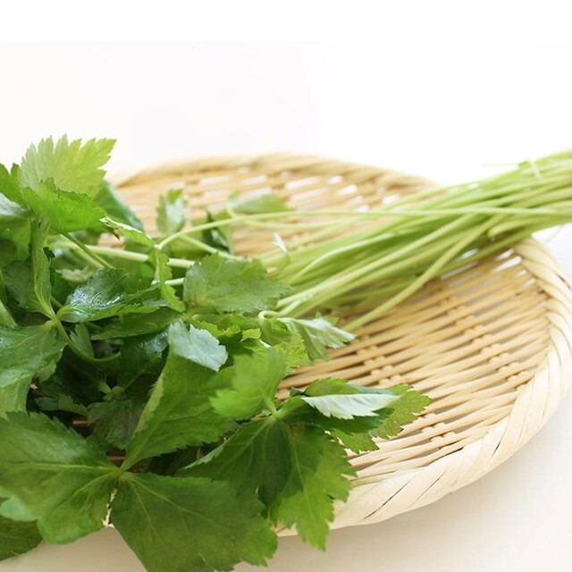 Mitsuba Seed Japanese Wild Parsley みつばの種 100pc