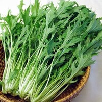 Mizuna Seed Japanese Potherb Mustard 水菜の種 600pc