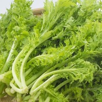 [S-016] WASABINA Mustard Wasabina (Brassica juncea) わさび菜 50pc
