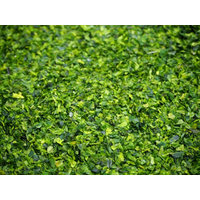 Aonori Green Laver 青海苔 25g